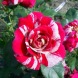 Роза плетистая "Твист"