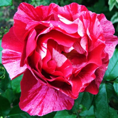 Троянда шраб "Гі Савой" Guy Savoy