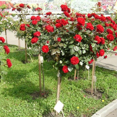 Роза штамбовая "Красная" чайно-гибридная  (закрытый корень)