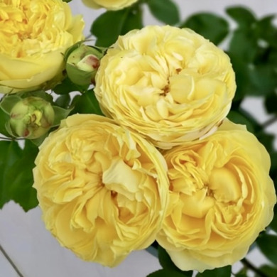 Роза спрей "Каталина" Catalina