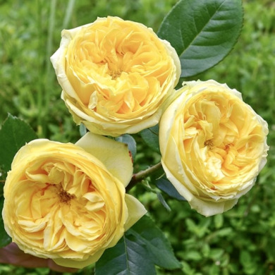 Роза спрей "Каталина" Catalina