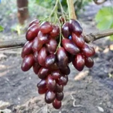 Виноград столовый "Агата"