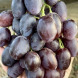 Виноград столовый "Агата"