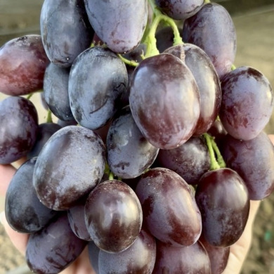 Виноград столовый "Агата"