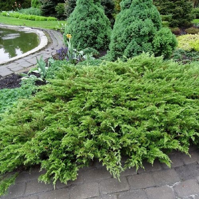 Можжевельник казацкий "Рокери Джем" Rockery Gem (контейнер С3)