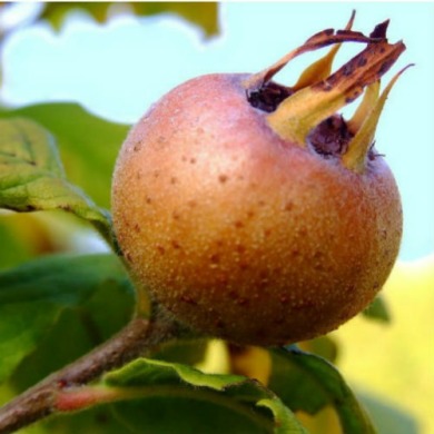 Мушмула "германская" привитая 2 года