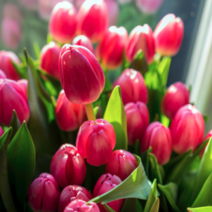 Коли цвітуть тюльпани: хронологія та класифікація за термінами цвітіння