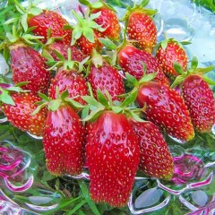 Суниця-полуниця "Купчиха"  5 шт