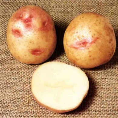 Семенной среднепоздний картофель "Пикассо" (1 репродукция, на жарку, на салат) 1кг