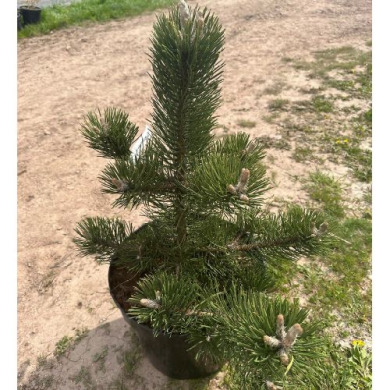 Сосна чорна "Орегон Грін" Oregon Green (Закритий корінь С20)
