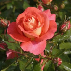 Роза флорибунда "Зоммерзонне" Sommersonne