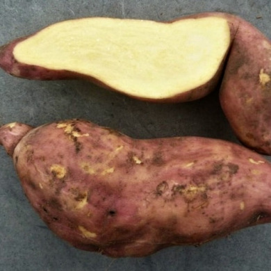 Батат "Тайнунг" (Т65) 1 шт Батат "Тайнунг" (Т65) 1 шт