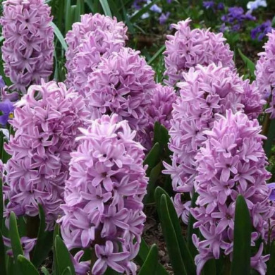 Гиацинт горшечный "Splendid Cornelia" 1шт