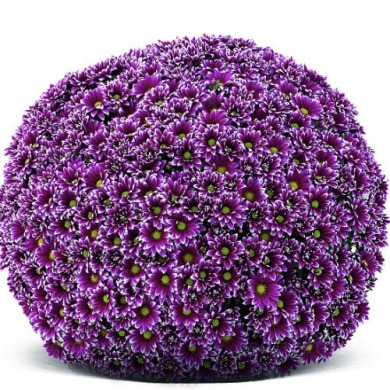 Хризантема "Сальто Виолет" Salto Violet (закрытый корень Р9)