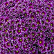 Хризантема "Сальто Виолет" Salto Violet (закрытый корень Р9)