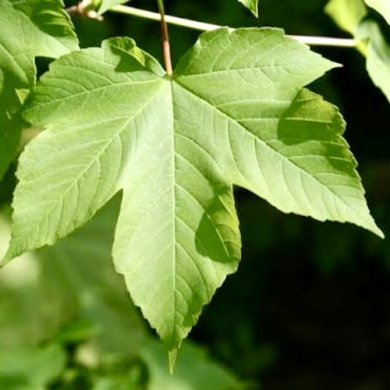 Клен белый (контейнер Р9) Клен белый (контейнер Р9)