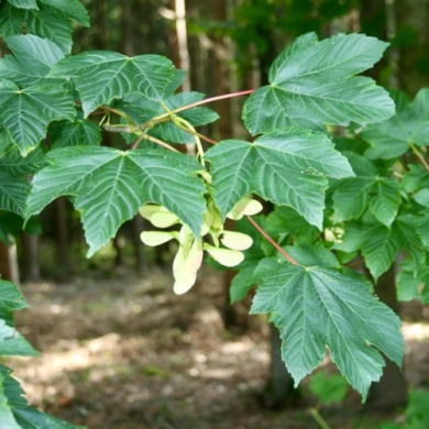 Клен белый (контейнер Р9) Клен белый (контейнер Р9)