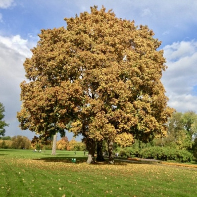 Клен белый (контейнер Р9) Клен белый (контейнер Р9)
