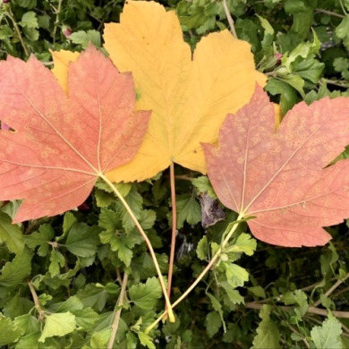 Клен белый (контейнер Р9) Клен белый (контейнер Р9)