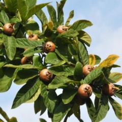 Мушмула "германская" привитая 2 года