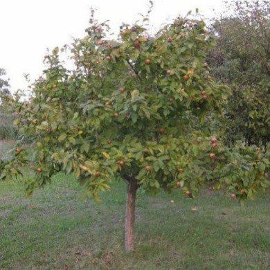 Мушмула "германская" привитая 2 года