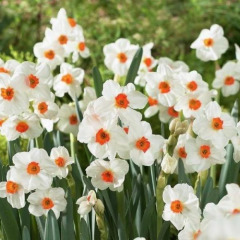 Нарцисс Многоцветковый обычный "Geranium" 3шт