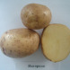 Семенной ранний картофель "Награда" (Элита, сорт универсального назначения) 1 кг