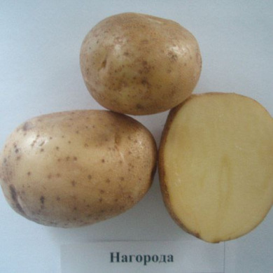 Насіннєва рання картопля "Нагорода" (Еліта, сорт універсального призначення) 1 кг