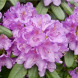 Рододендрон "Катевбінський Грандіфлорум"Catawbiense Grandiflorum (закритий корінь С1)