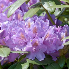Рододендрон "Катевбінський Грандіфлорум"Catawbiense Grandiflorum (закритий корінь С1) Рододендрон "Катевбінський Грандіфлорум"Catawbiense Grandiflorum (закритий корінь С1)