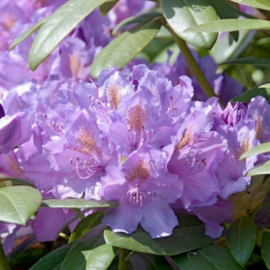 Рододендрон "Катевбінський Грандіфлорум"Catawbiense Grandiflorum (закритий корінь С1)
