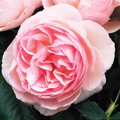 Роза английская "Heritage" Хэритидж