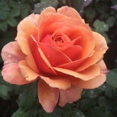 Роза грандифлора "Прайд оф чешир" Pride of Cheshire