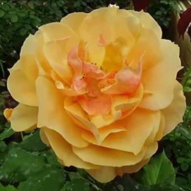 Роза грандифлора "Прайд оф чешир" Pride of Cheshire