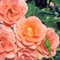 Троянда плетиста  "Росілія" Rosilia