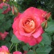 Роза шраб "Декор арлекин" Decor Arlequin
