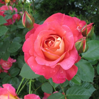 Роза шраб "Декор арлекин" Decor Arlequin