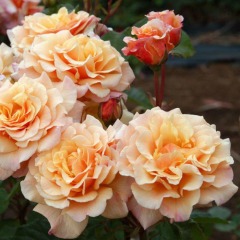 Роза шраб "Карамелла" Caramella