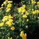 Роза спрей "Еллоу Эвелин" Yellow Eveline