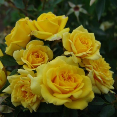 Роза спрей "Еллоу Эвелин" Yellow Eveline