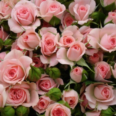 Роза спрей "Грация розовая" Pink gracia