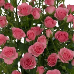 Роза спрей "Грация розовая" Pink gracia