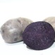 Семенной ранний фиолетовый картофель "Солоха" (Элита, универсальный сорт) 0,5 кг