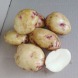 Семенной среднеспелый картофель "Южный"  (Элита, универсального назначения) 1кг