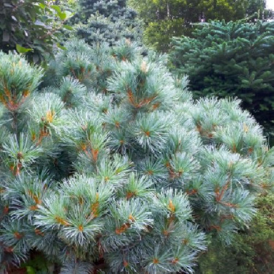 Сосна кедровая "Глаука" Glauca (контейнер С10)