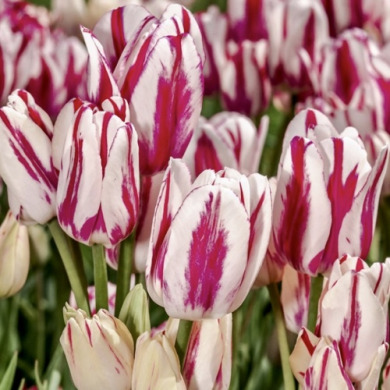 Тюльпан мультифлора "Flaming Club" 3 шт Тюльпан мультифлора "Flaming Club" 3 шт