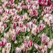 Тюльпан мультифлора "Flaming Club" 3 шт