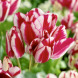 Тюльпан мультифлора "Flaming Club" 3 шт