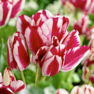 Тюльпан мультифлора "Flaming Club" 3 шт Тюльпан мультифлора "Flaming Club" 3 шт