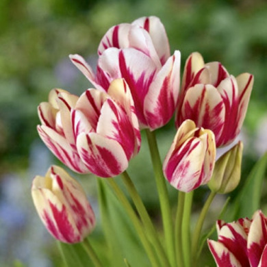 Тюльпан мультифлора "Flaming Club" 3 шт Тюльпан мультифлора "Flaming Club" 3 шт